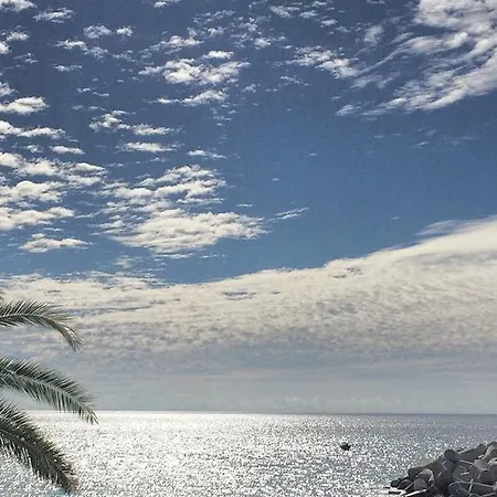 Endemic - Concept * Funchal (Madeira)